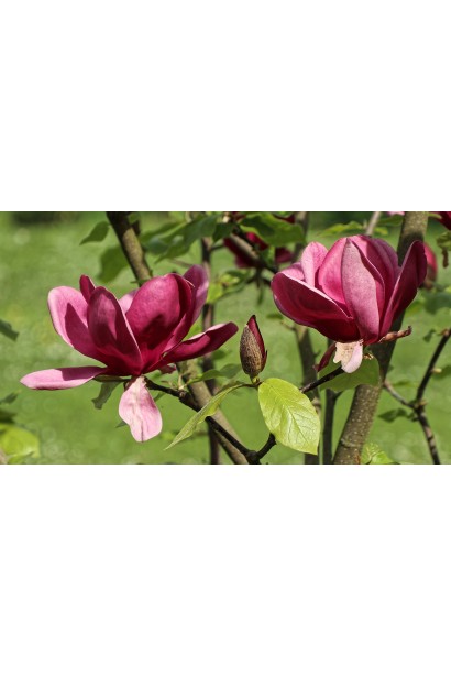 Магнолія гібридна Антьє Занді